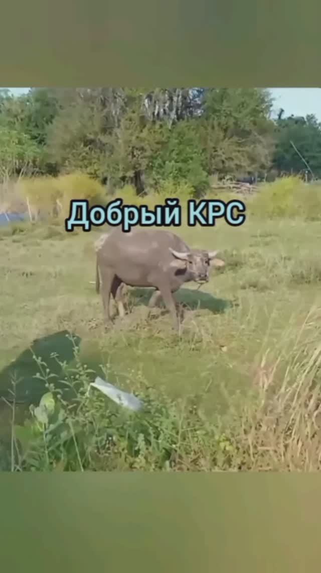 Тайский домашний скот