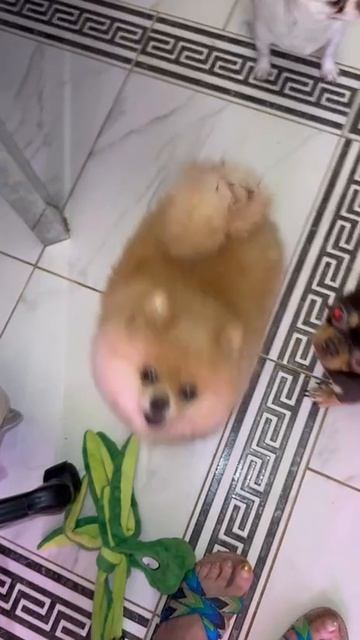 Бандочка прибежала. смотреть онлайн