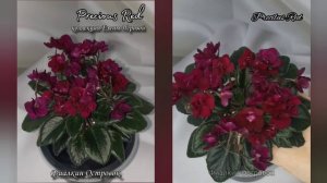 фиалка Precious Red