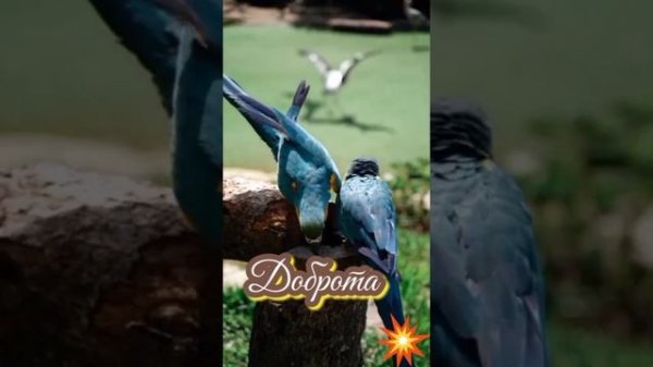 VID_20260214_105032_702.mp4