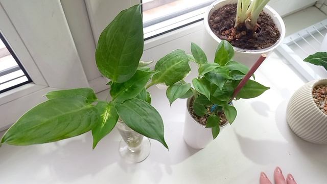 380. Цветочная неделя 09-14.02.2026.