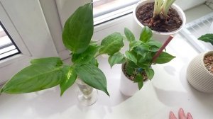 380. Цветочная неделя 09-14.02.2026.