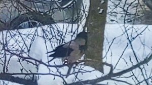 Серая ворона (Corvus cornix) крупным планом. Без звука. 2026_02_10_152651757