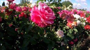 Питомник штамбовых роз.Песня розоводов страны!