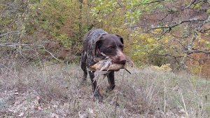 Вальдшнеп 2025 ч. 2