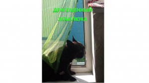 БЛОГ. ДРАГОЦЕННЫЙ КОБЕЛЮКА. РАДУЕТСЯ