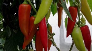 Сладкий перец🌶 сею просроченные семена.сезон 2026 😊