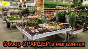 Завоз ОРХИДЕЙ ко Дню Влюбленных ❤️ #орхидеи