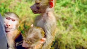 Люська-МОЛОДЕЦ, она Степу и Маню прикрывает собой когда подходят люди)))