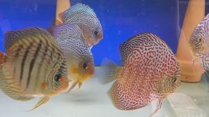 Недельные новости разводни