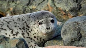 Эксперт объяснила, почему пятнистые тюлени рождаются белыми и пушистыми