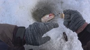 Зимняя рыбалка 14.02.2026 Проверка перемёта