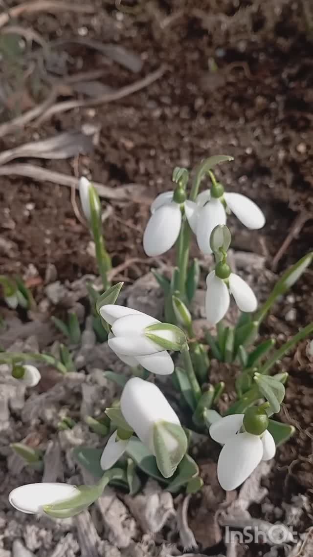 подснежники 13 февраля, дача смотреть онлайн