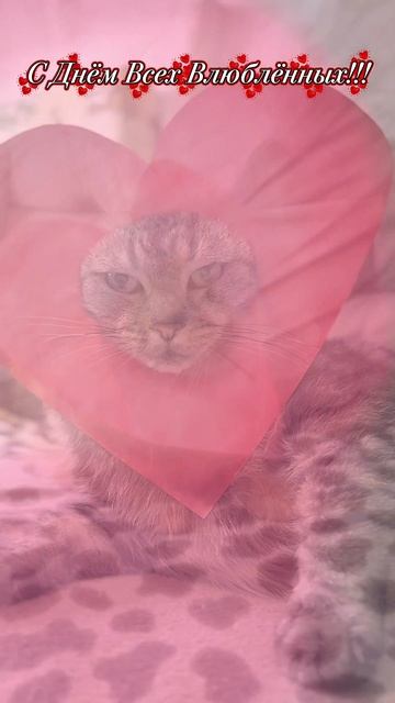 Принимайте поздравления от наших котиков
