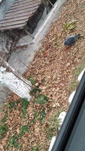 Голуби смотреть онлайн