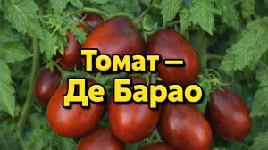 Томат Де Барао — мастер-класс для огорода и сада