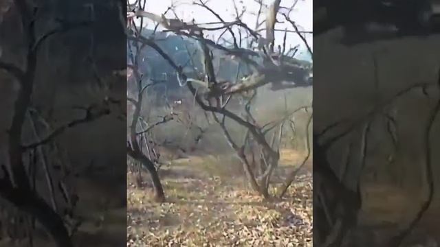 Охота на волка