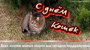 1 марта день кошек. С днем кошек