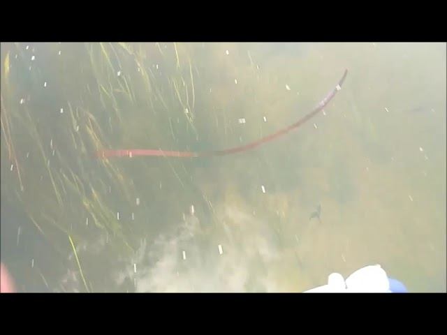 На озеро Сомино.