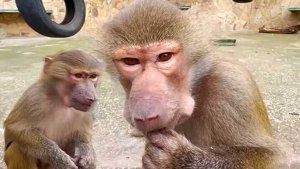 Люська и Стёпка вместе  ОРАЛИ, а потом дружно собирали! Лучшее угощение для гамадрил!