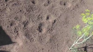 Купание воробьев в пыли оставляет интересные следы