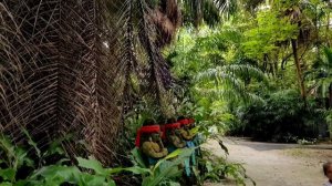 Самуи Magic garden Таиланд 2021 год