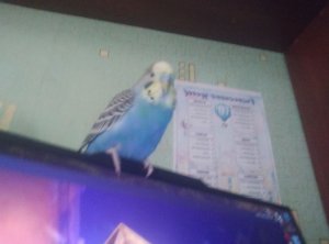 Мирон играет в стдоп2