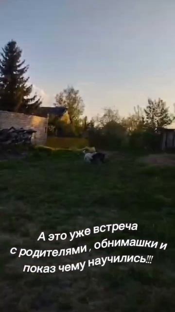 Дрессировка с передержкой.