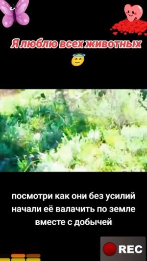 Животные приколы и не только😅