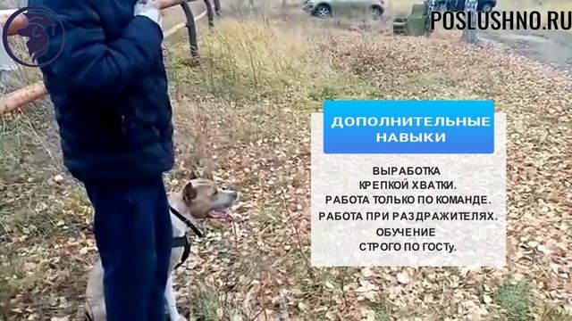 Как научить собаку защите? ЗКС. Курс СОБАКА-ТЕЛОХРАНИТЕЛЬ