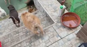 Встречают хвосты из магазина, заодно и погуляют.