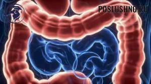 Как правильно кормить собаку? Советы кинолога.