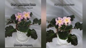 фиалка РМ-Оранжевое Лето