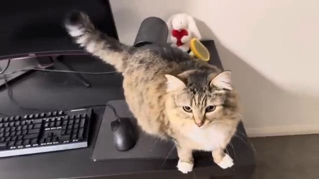 Don’t play computer - Lunaistabby