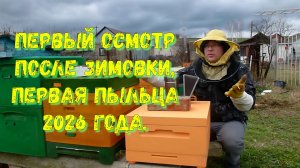 Первый осмотр пчел и Первая пыльца 2026 года