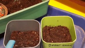 2243.  Эксперимент, посев томатов для от грунта.