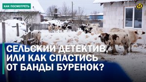 БАНДА КОРОВ под Молодечно держит В СТРАХЕ весь район: после набега не стало ослика. КУДА ВЕДУТ СЛЕДЫ