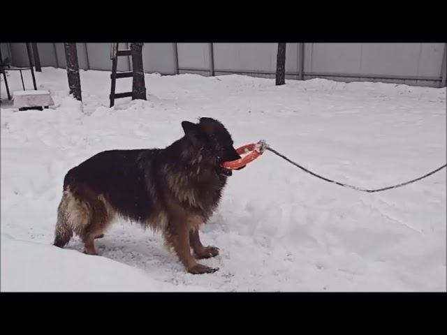 30 12 2024 Веста с игрушкой Тайфуна