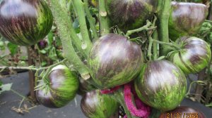 ПОСЕВЫ 2026-17. Каких Томатных Гномов я буду сеять в первую очередь?