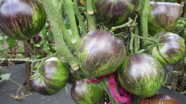 ПОСЕВЫ 2026-17. Каких Томатных Гномов я буду сеять в первую очередь?