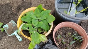 Тюльпаны проросли