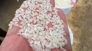 хазарасп оптим гурунч нархлари