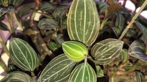 Орхидея Лудизия Дисколор. Драгоценная орхидея.