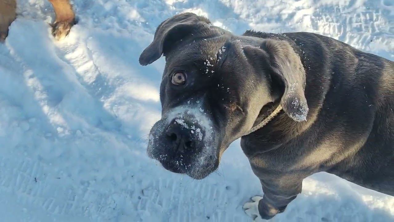 Как научить собаку следить за хозяином во время прогулки