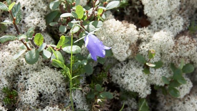 Государство синих глаз (ст. А. Дольский,  муз. С. Хан)