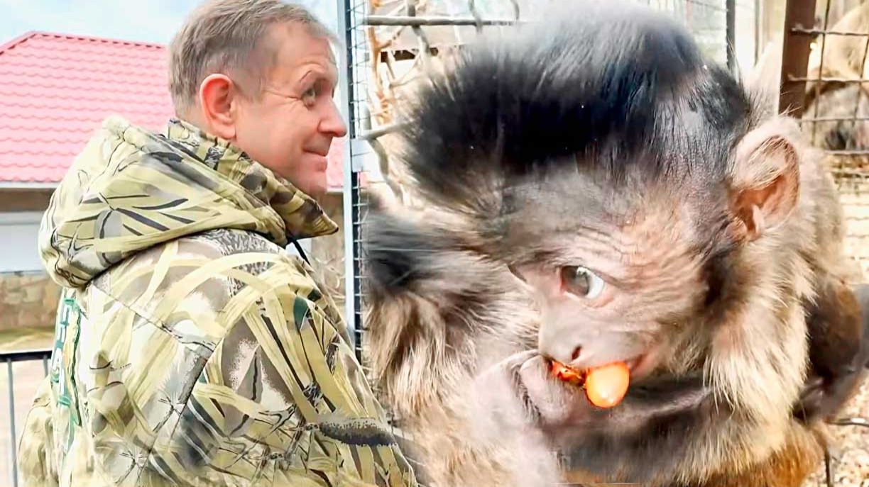 ОЛЕГ ЗУБКОВ у капуцинов порядок наводил, а они СЛЕДИЛИ за ним! Вакула жуёт орехи и держится ХВОСТОМ! смотреть онлайн