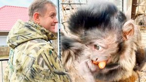 ОЛЕГ ЗУБКОВ у капуцинов порядок наводил, а они СЛЕДИЛИ за ним! Вакула жуёт орехи и держится ХВОСТОМ!