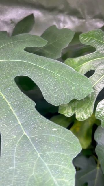 Инжир подготовка к весенним продажам | Маленькие Сады | Ростов-на-Дону