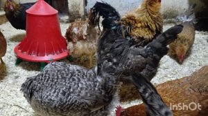 14-02-2026. Заострённый край или круглый 🥚🙄