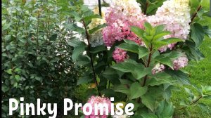 Пинк Промис, гортензия метельчатая